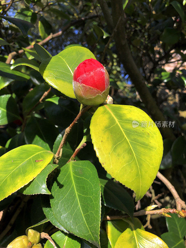 深红的Camelia bud, Lytchett ma特拉弗斯，Dorset，英国。